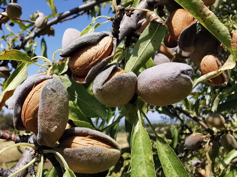 خواص بادام درختی برای چاقی صورت