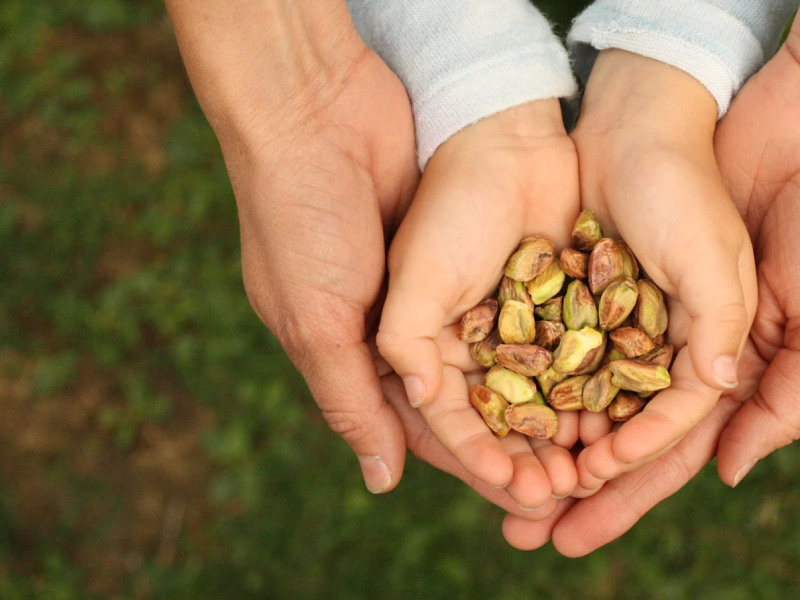 مغز پسته یک میان وعده برای کودکان