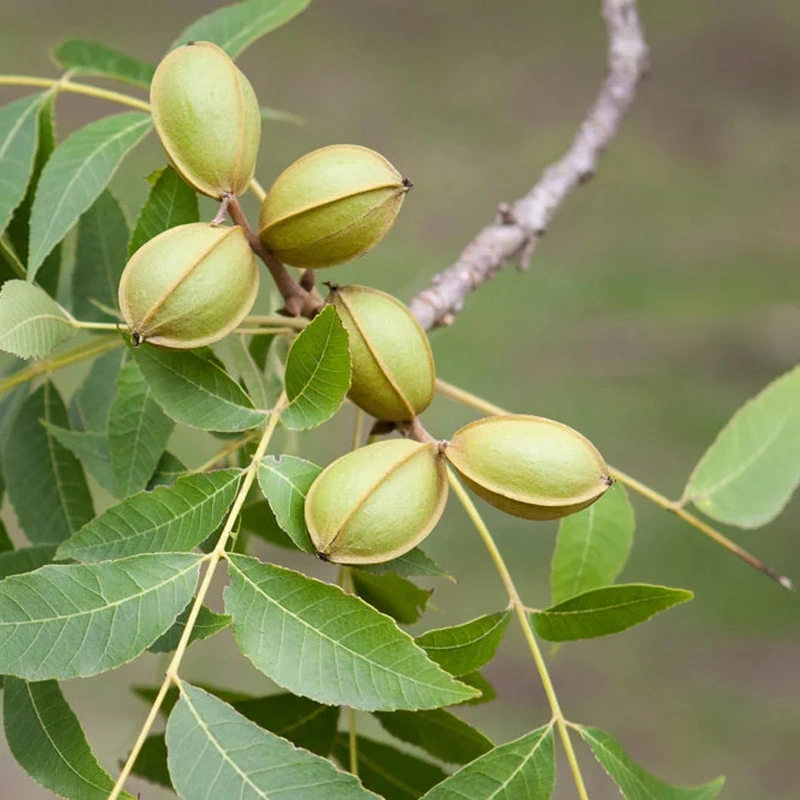 درخت گردو آمریکایی