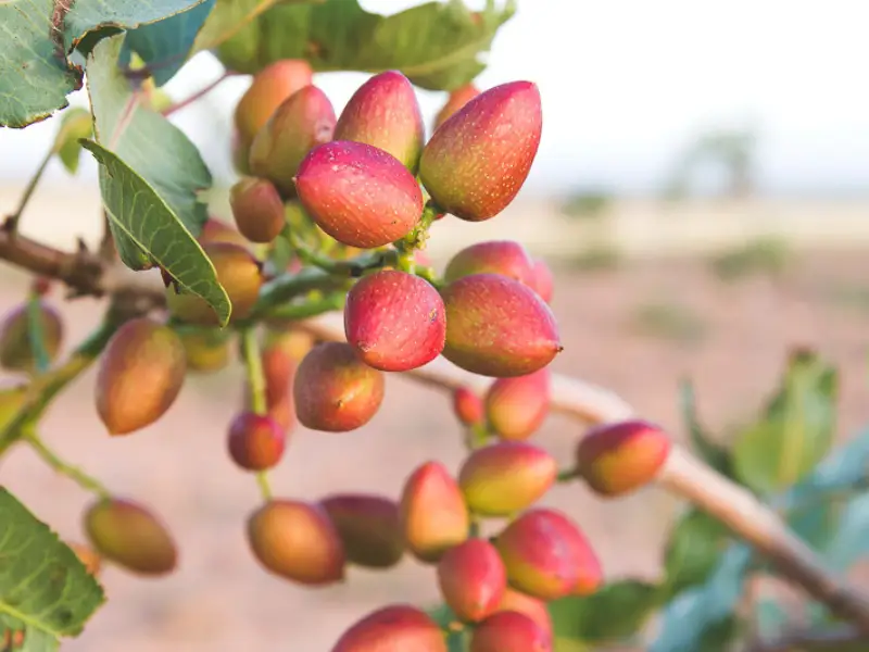 پیشگیری از افلاتوکسین پسته